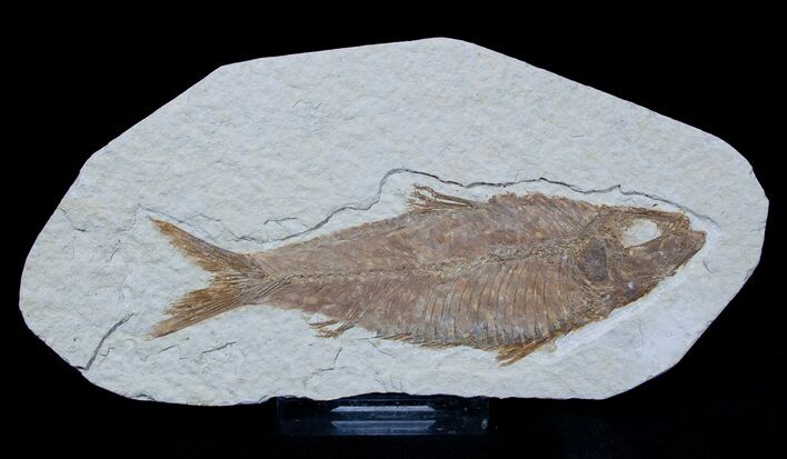 Well Preserved Inch Knightia Fossil Fish #1577